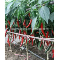 P27 Lamei f1 hybrid spicy dark green pepper seeds different types of seed